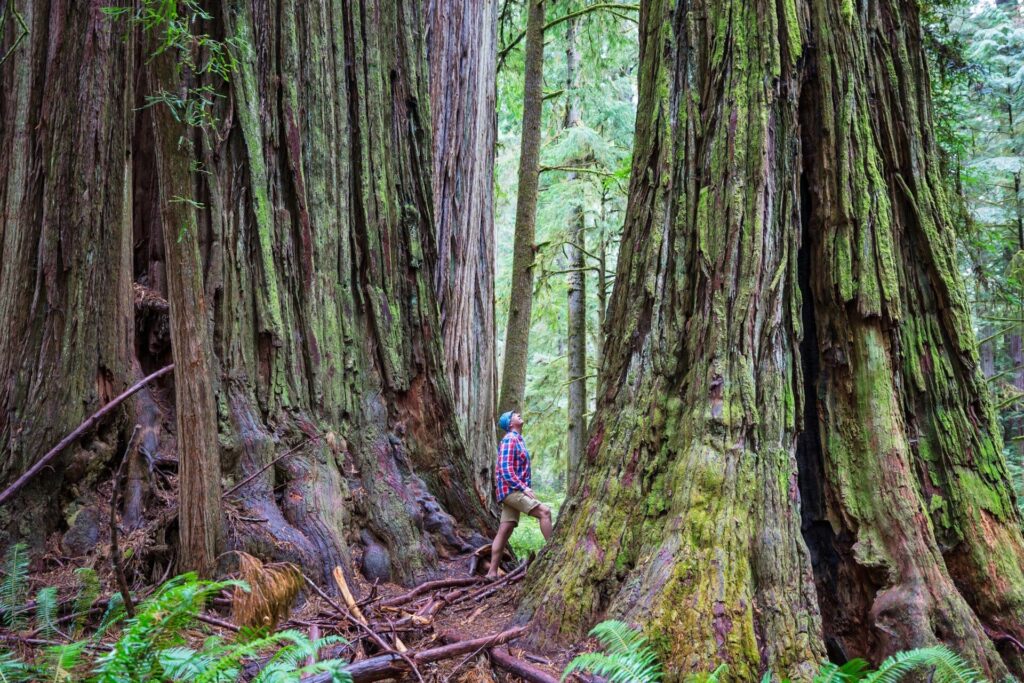 Redwood Forests